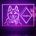 ADVPRO Husky Personalized Tabletop LED neon sign st5-p0095-tm - Purple