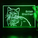 ADVPRO British Shorthair Personalized Tabletop LED neon sign st5-p0102-tm - Green