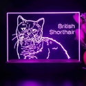 ADVPRO British Shorthair Personalized Tabletop LED neon sign st5-p0102-tm - Purple